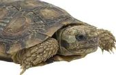Wat Is nodig voor een huisdier Afrikaanse Pancake schildpad?