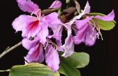 Hoe de zorg voor een boom van de orchidee