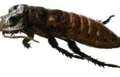 Lichaamsdelen van een kakkerlak Madagaskar