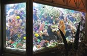 Het wijzigen van Water in een zoutwater Aquarium