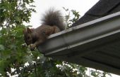 Hoe te houden van eekhoorns uit de zolder