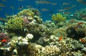 Factoren die van koraalriffen