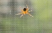 Het gebruik van sinaasappelen als een spin Repellent