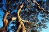 Wat Is de gemiddelde leeftijd van een boom Live Oak?