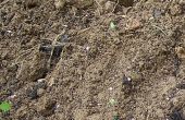 Welke soorten bodem verkiest regenwormen?