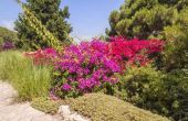 How to Plant Bougainvillea