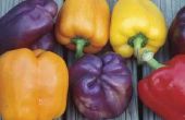 Waarom paarse paprika's veranderen groen koken