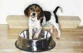 Tekenen & symptomen van blaaskanker bij honden