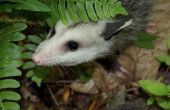 Aanpassing van een Opossum