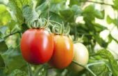 Hoe te genezen van de plaag van de tomaat