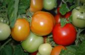 Kalk toepassen op tomatenplanten