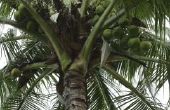 Hoe lang een kokosnoot groeien tot volledig rijp?