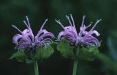 Purple bloei vierkante stengel planten
