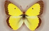 Gele vlinders identificatie