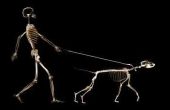 Het skelet van zoogdieren