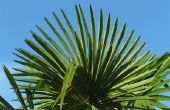 Het verfraaien met de palmbladeren
