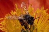 How to Get Rid van bijen onder loodsen met geen verdelger
