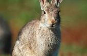 How to Protect tuin perkplanten van herten en konijnen