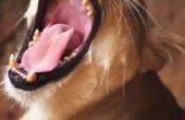 Vier typen tanden gevonden in zoogdieren