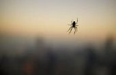 De zwarte weduwe spin in vergelijking met de Redback-Spider