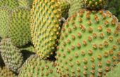 Hoe om te groeien cactussen in het zuiden