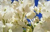 How to Care for Bougainvillea planten