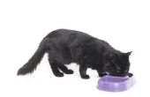 Maakt bepaalde voeding voor de kat kat uitwerpselen geur erger?