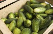 Allergieën voor komkommers