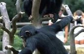 Verschillen in chimpansee & menselijke hersenen