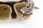 Hoe te identificeren slangen in Californië