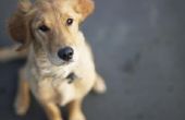 Hoe ontsmetten Dog Urine op buiten vloerbedekking