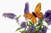 Butterfly Bush zorg & onderhoud
