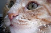 Hoe te weten of uw kat vlooien heeft