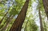 Voorkomende symptomen van een boom van de Redwood draaien Brown