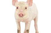 Hoe wordt doorzoekt behandeld bij varkens?