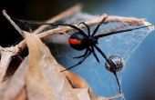 Soorten zwarte weduwe spinnen in de VS