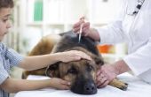 Tekenen & symptomen van Giardia bij honden