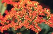 How to Care for Kalanchoe planten