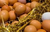 Alternatieven voor eieren