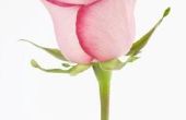 Hoe lang duurt het voordat een Rosebud een roos wordt?