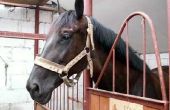 IRS regels & verordeningen voor paard gerelateerde bedrijven