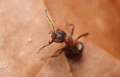 Het oplossen van waarom mieren niet mier aas eten zal