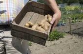 Wanneer geplant, hoe lang duurt het innemen voor aardappelen komen?