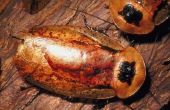 How to Kill kakkerlakken in een besmette huis