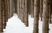 How to Grow pijnbomen voor hout