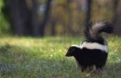 How to Get Rid van Skunk geur op honden zonder gebruik te maken van Peroxide