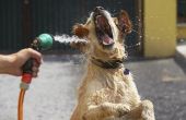 Canine symptomen van buitensporige voedsel & waterverbruik