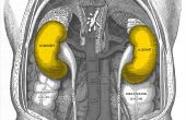 Tekenen & symptomen van zwakke nieren