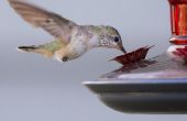 Wanneer kan ik opgemaakt een Hummingbird Feeder in New Jersey