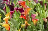 How to Care for Calla Lelie planten in de Winter